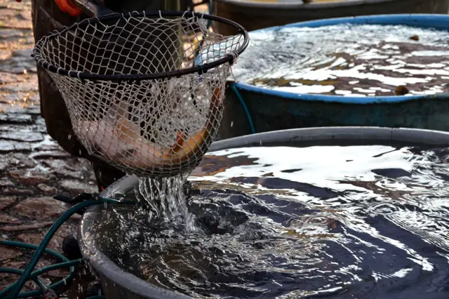 Na hora de comprar carpa viva observe o local de venda, a limpeza da água e o espaço que os peixes têm no aquário