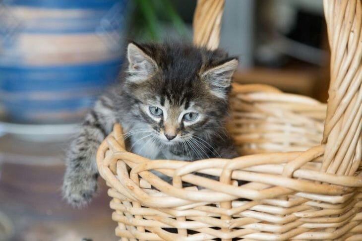 Gatinho em uma cesta