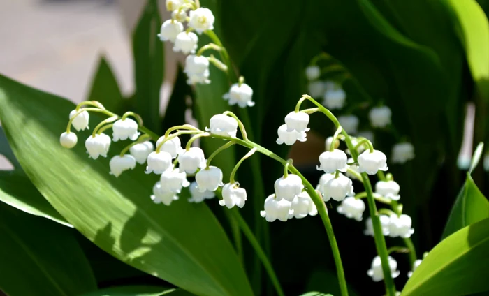 Lăcrămioara, a planta que pode causar doenças gastrointestinais Foto: Shutterstock