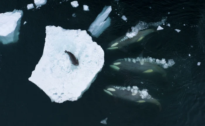 Foto premiada no Wildlife Photographer of the Year 2023. Foto: Profimedia Images