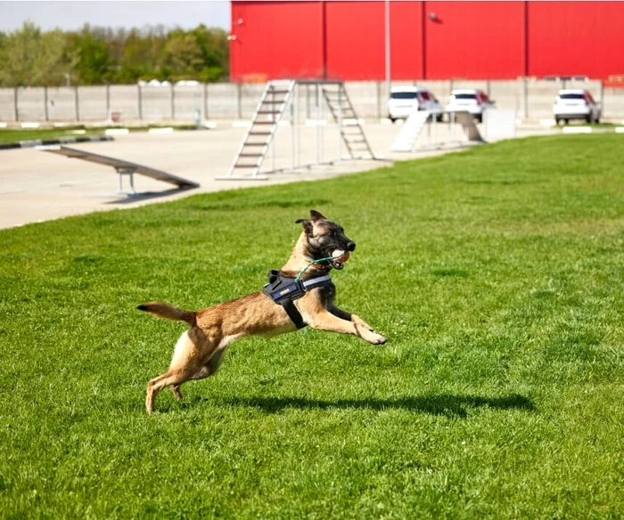 Tano, o cão da Autoridade Aduaneira